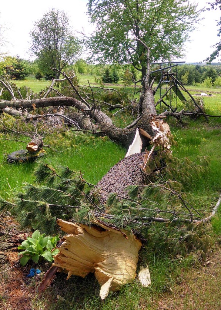 Storm Damage Cleanup, Tree Removal Eau Claire Tree Savvy